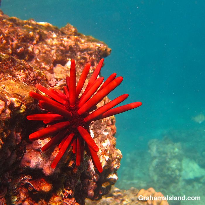 A Red Pencil Urchin in the waters off Hawaii