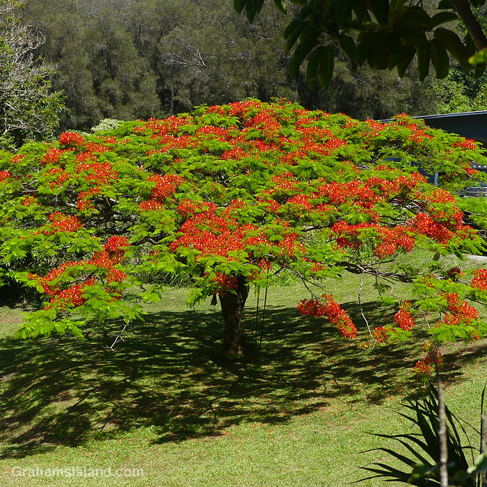A Royal Poinciana tree in North Kohala Hawaii