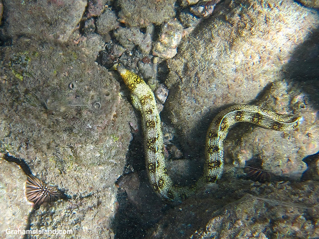 A Snowflake Moray Eel in the waters off Hawaii.