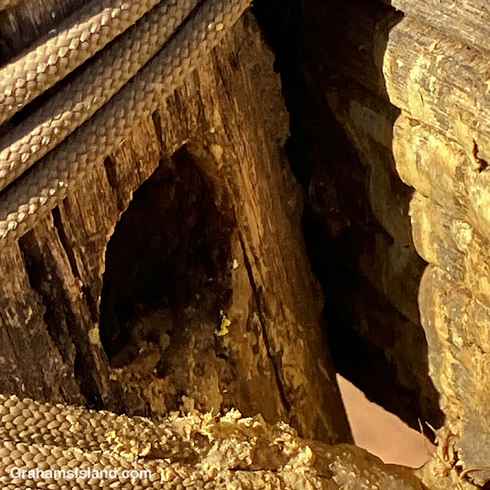 A Sonoran Carpenter Bee nest in Hawaii
