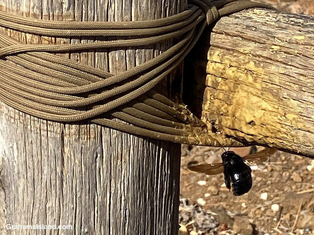 A Sonoran Carpenter Bee heads for its nest in Hawaii