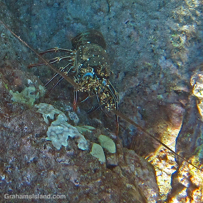 A Tufted Spiny Lobster in the waters off Hawaii.