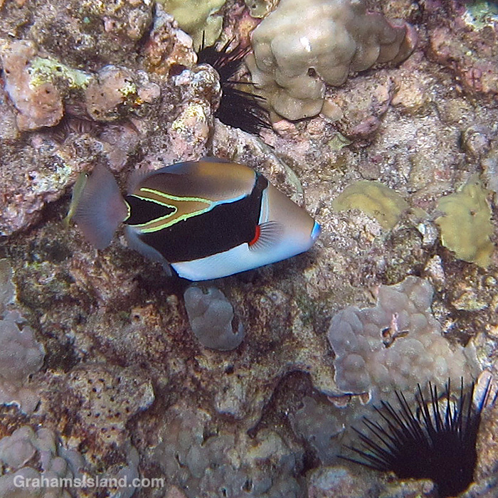 A Wedgetail Triggerfish in the waters off Hawaii.