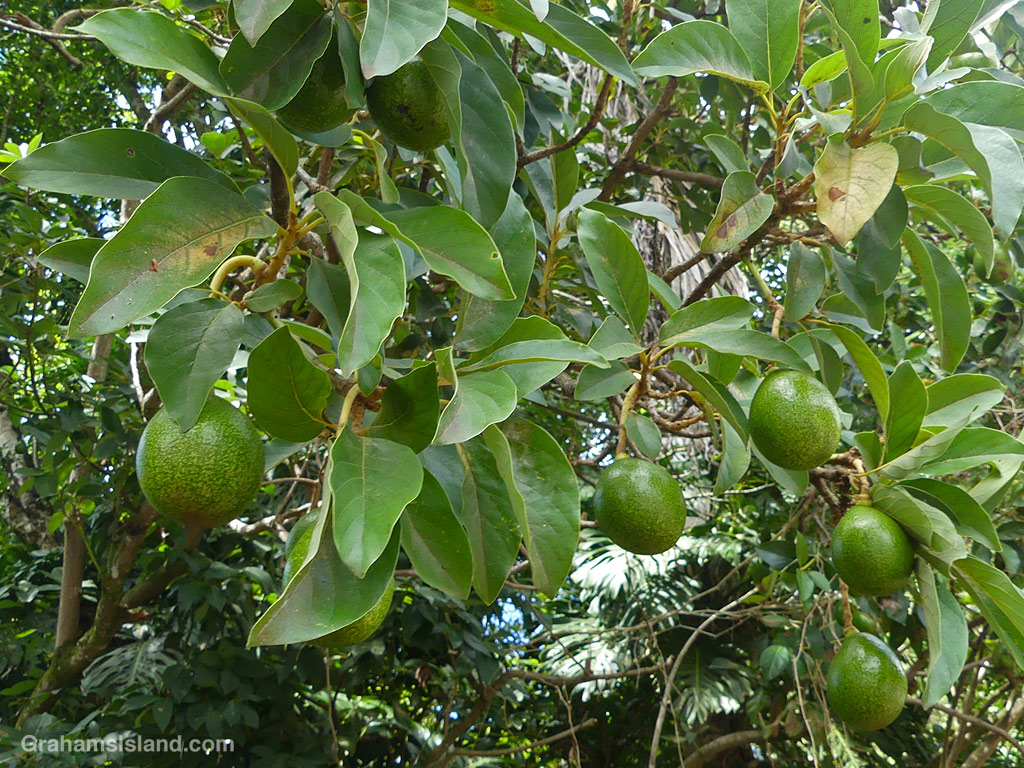 Avocados growing in Hawaii