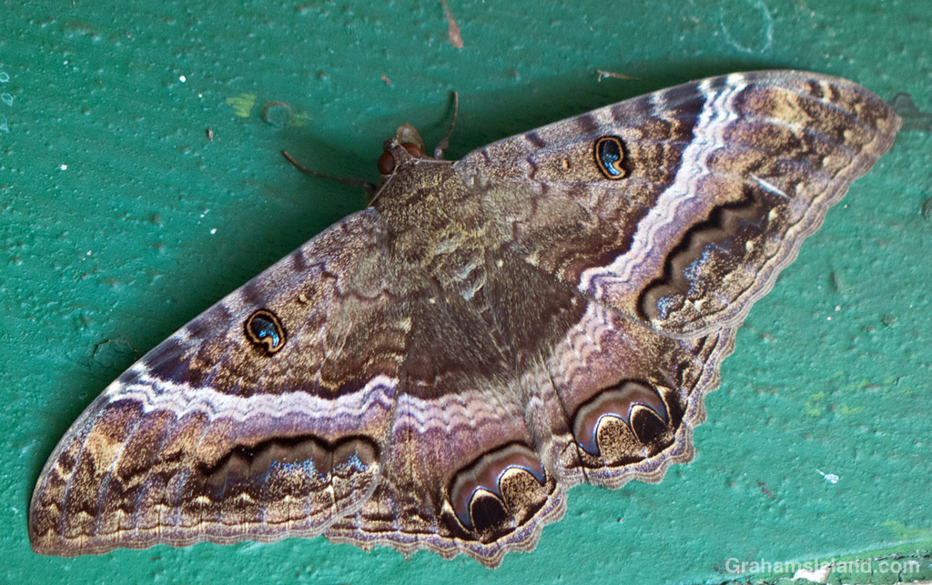 A Black Witch moth in Hawaii