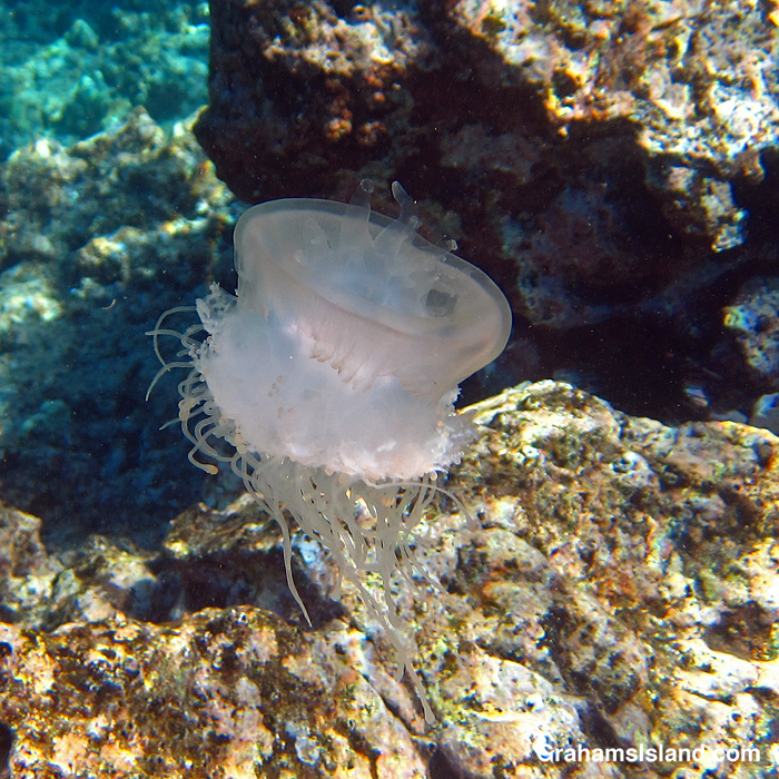 A Crowned Jellyfish swims in the waters off Hawaii