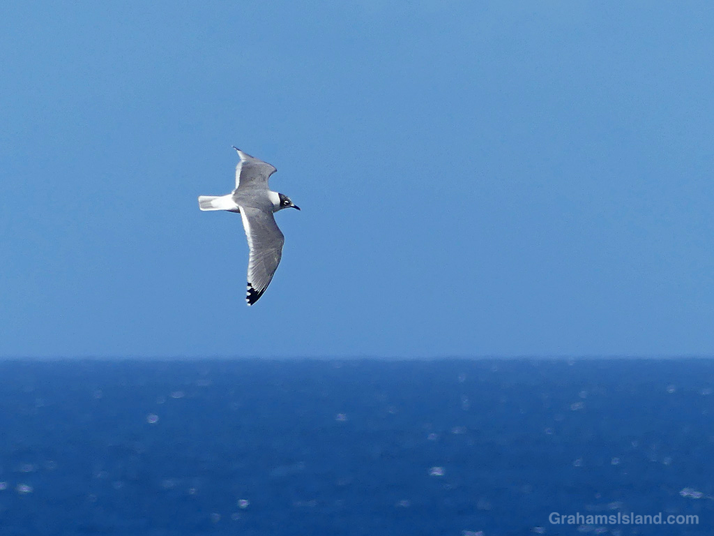 A Franklin's Gull flying in Hawaii