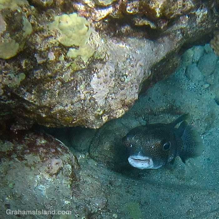 A Giant Porcupinefish looks up in the waters off Hawaii