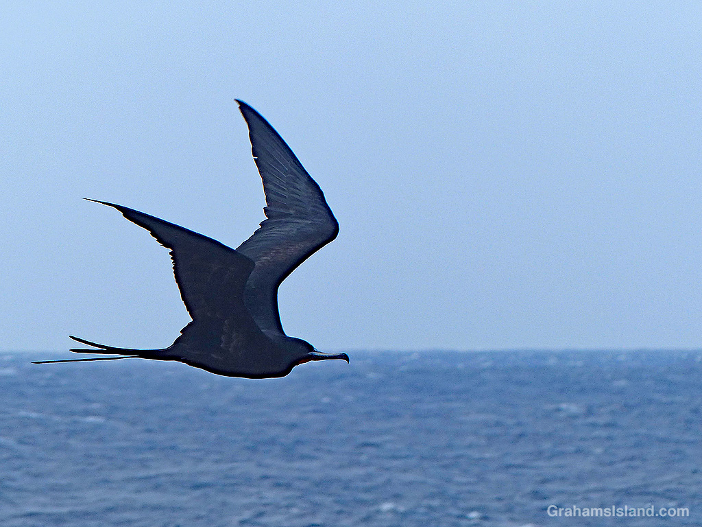 A Great Frigatebird flying in Hawaii