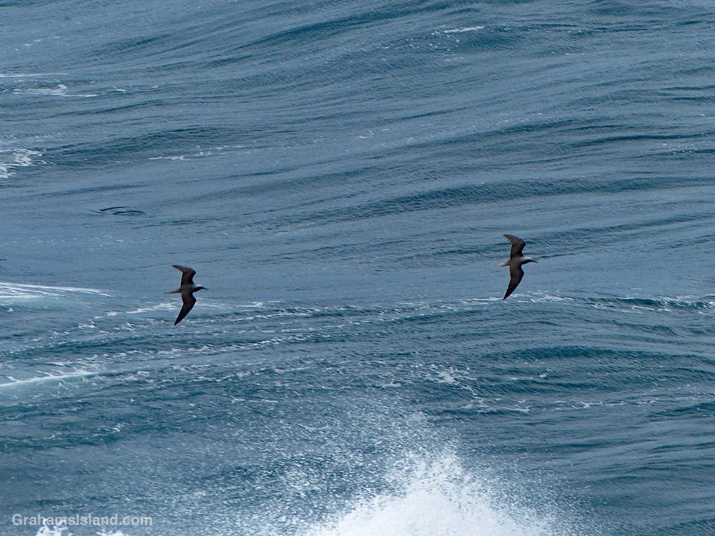 Two Hawaiian Noddys skim the ocean in Hawaii