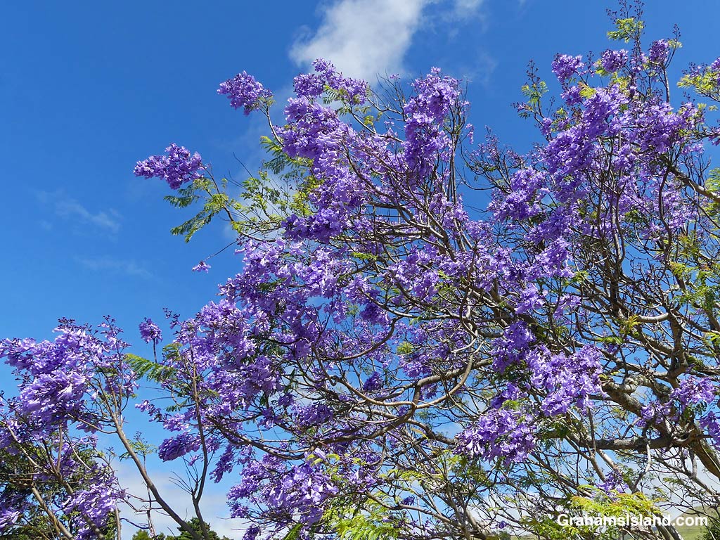 Jacaranda flowers in Hawaii