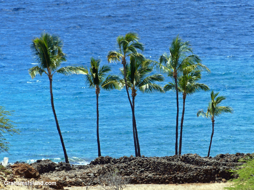 Palm trees at Lapakahi in Hawaii
