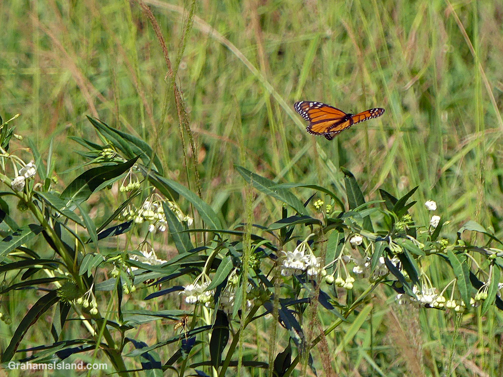 A Monarch Butterfly on a Balloon Plant in Hawaii