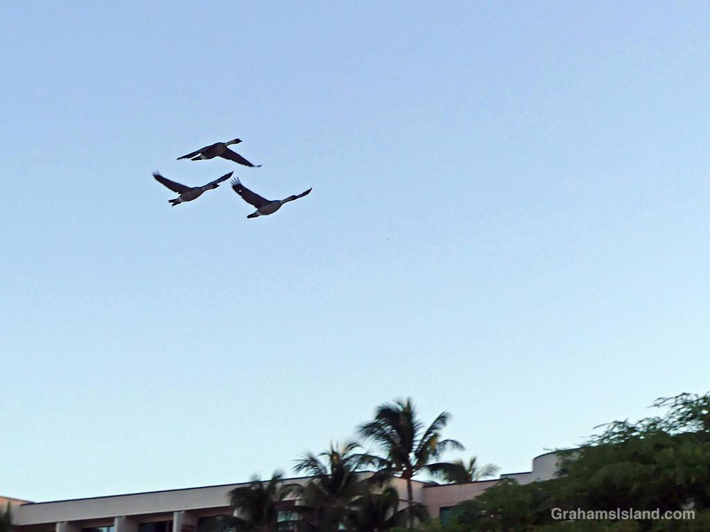 Three nenes flying in Hawaii