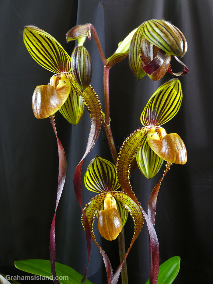 A Paph. Cascade Creek 'OK Too' orchid at the Hilo Orchid Show in Hawaii