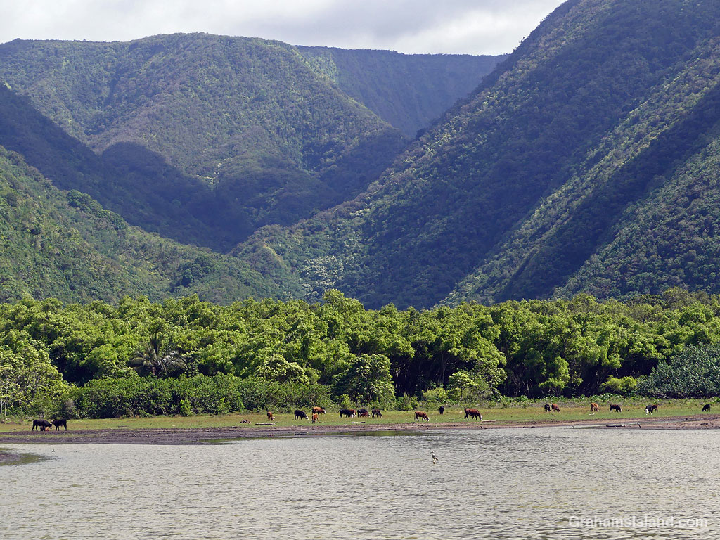 A view of Pololu Valley in Hawaii