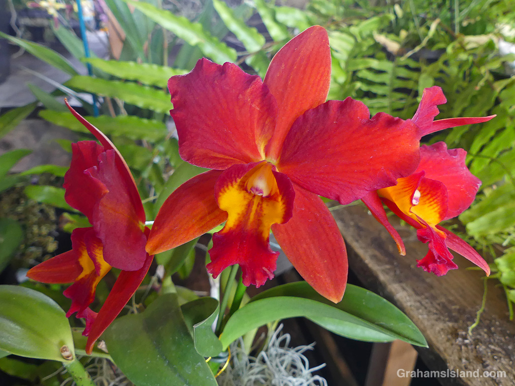 A Potinara Samantha Duncan 'Red Hot' orchid at the HIlo Orchid Show in Hawaii