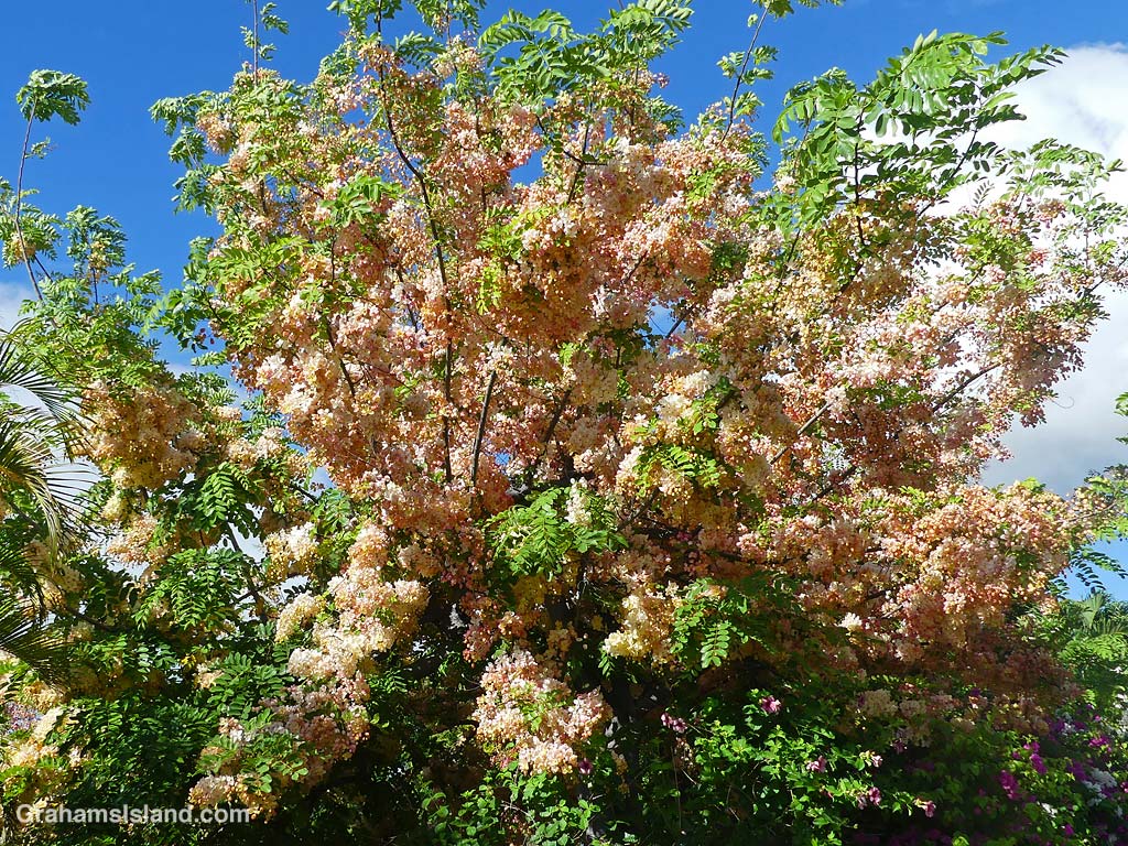 A Rainbow shower tree in Hawaii