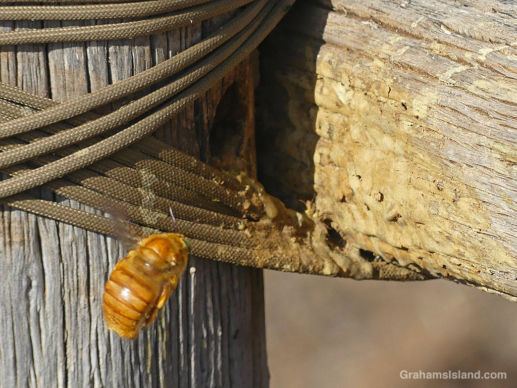 A male Sonoran Carpenter bee in Hawaii