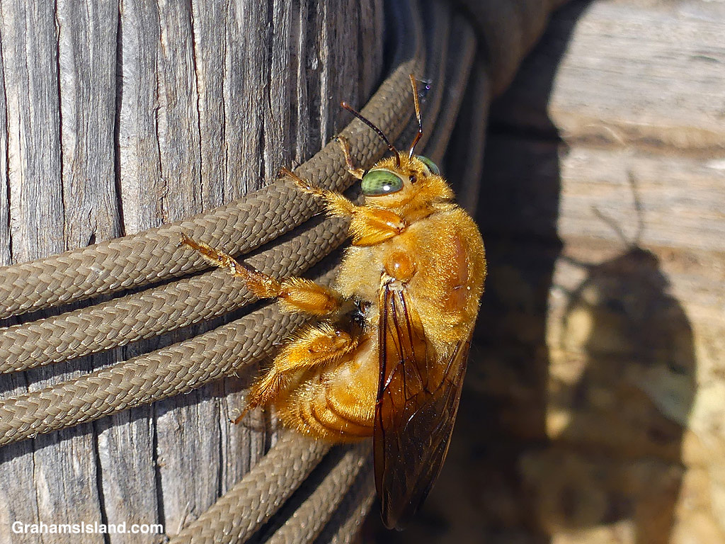 A male Sonoran Carpenter bee in Hawaii