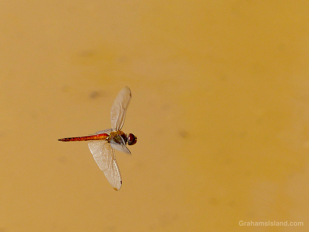 A Wandering Glider Dragonfly in Hawaii