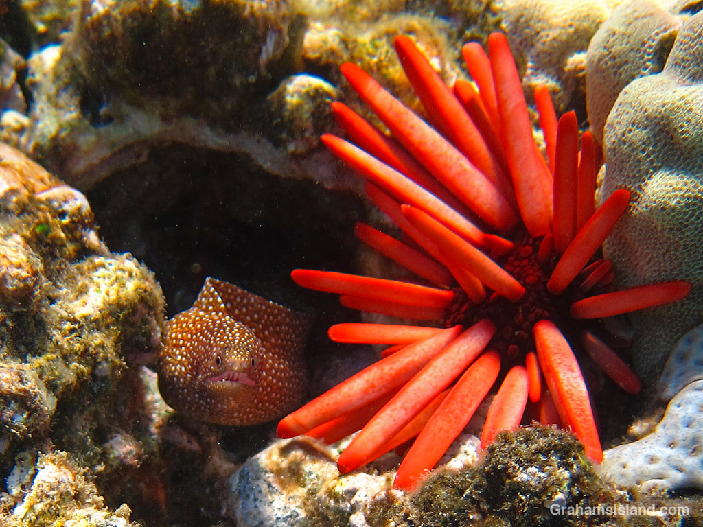 A Whitemouth Moray eel juvenile and red pencil urchin in the waters off Hawaii