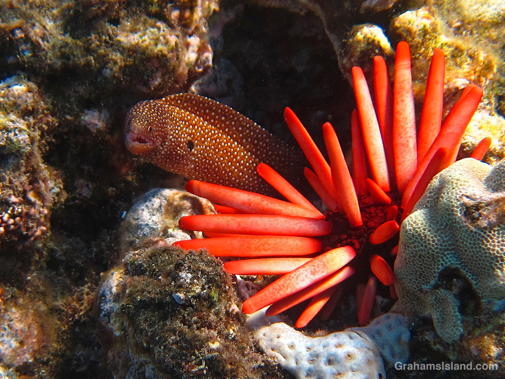 A Whitemouth Moray eel juvenile and red pencil urchin in the waters off Hawaii