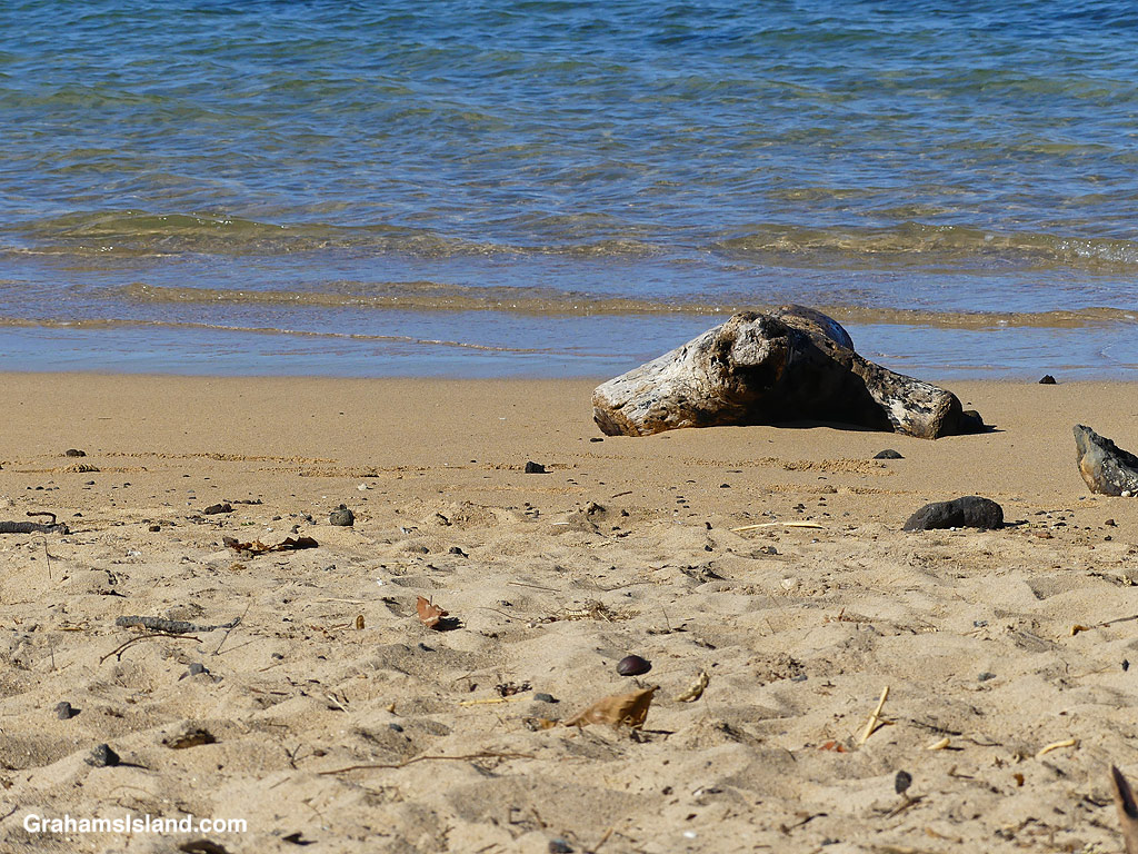 A piece of driftwood looking like a seal at Spencer Beach Park, Hawaii