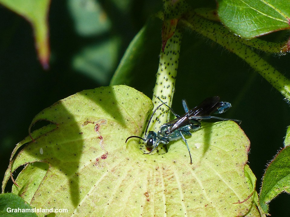 Blue Mud Dauber Wasp | Graham's Island