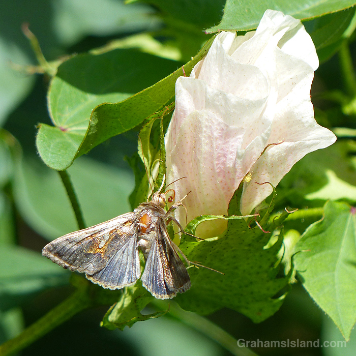 A Chrysodeixis eriosoma moth on a milo flower in Hawaii
