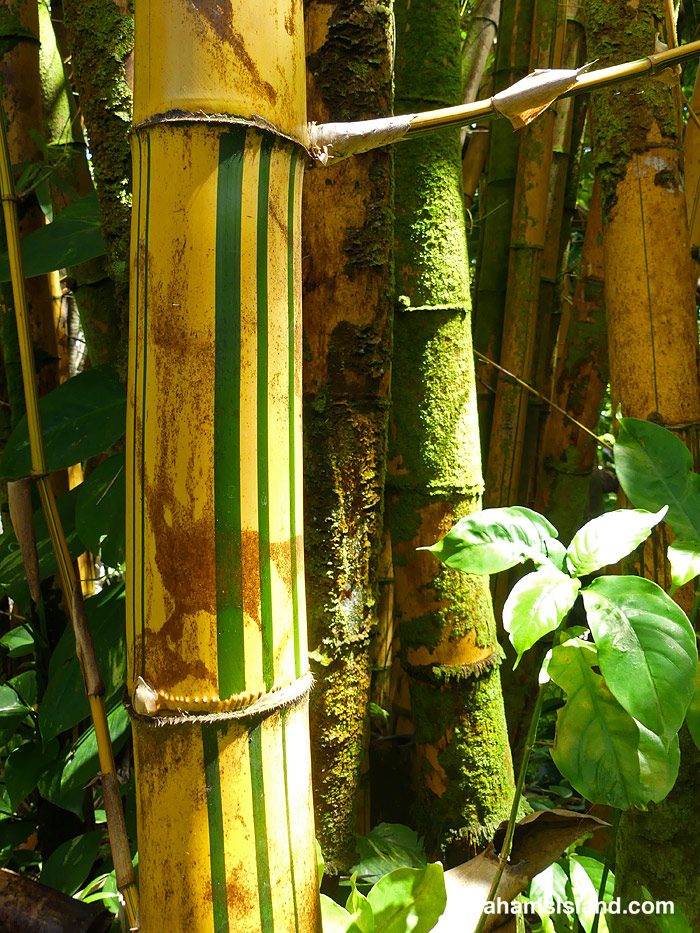 Golden Bamboo in Hawaii