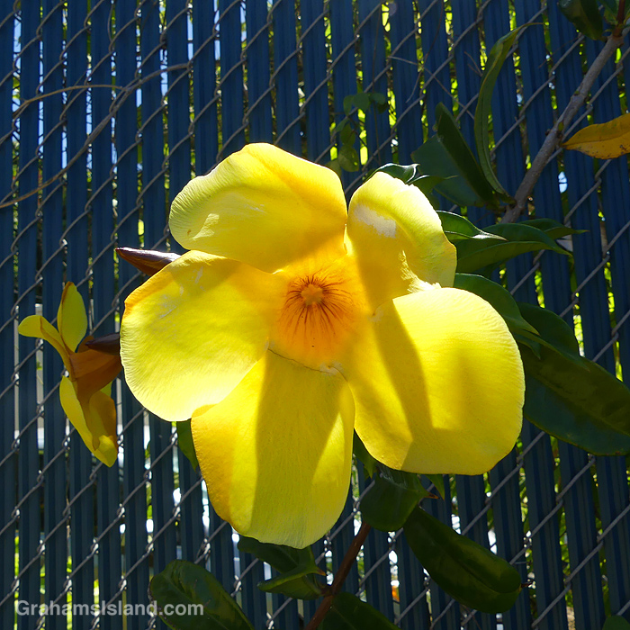 A Golden Trumpet flower in Hawaii