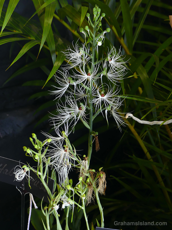 A Habenaria Medusa orchid at the Hilo Orchid Show in Hawaii