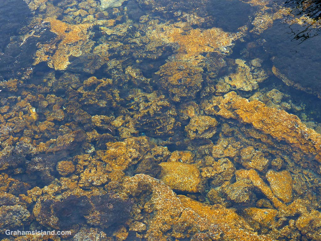 One of the Keawaiki golden pools in Hawaii