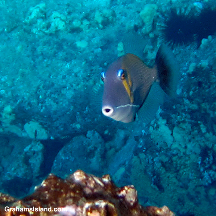 A Lei Triggerfish in the waters off Hawaii