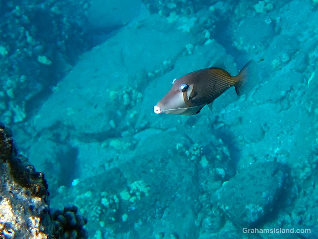 A Lei Triggerfish in the waters off Hawaii