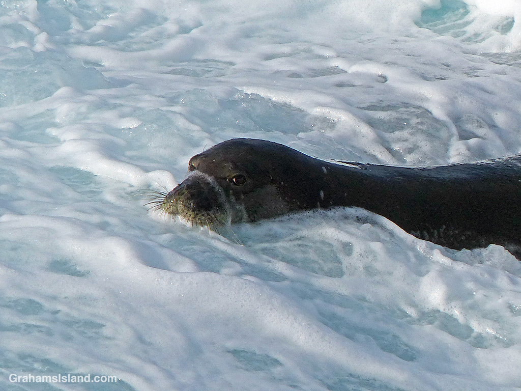 A monk seal swimming off the North Kohala coast in Hawaii
