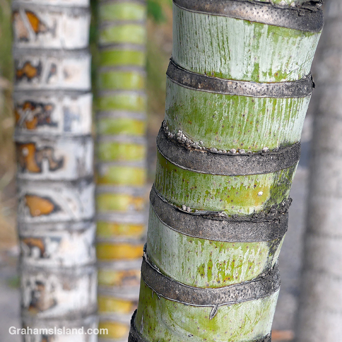 Palm tree trunks in Hawaii