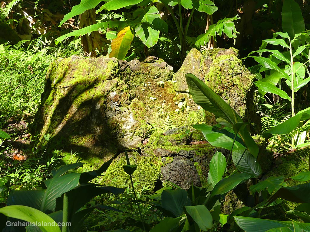 The remains of a Portuguese bread oven at Hawaii Tropical Botanical Garden in Hawaii
