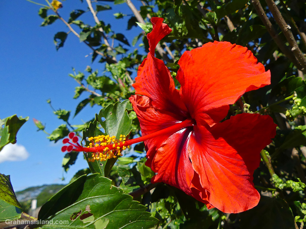 A red hibiscus flower in Hawaii