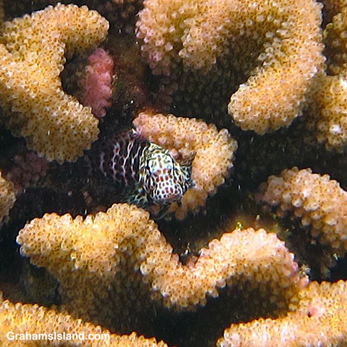 A Spotted Coral Blenny in a head of coral in the waters off Hawaii