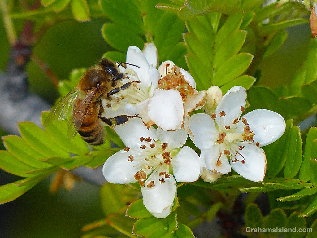 A bee forages on Ulei flowers in Hawaii