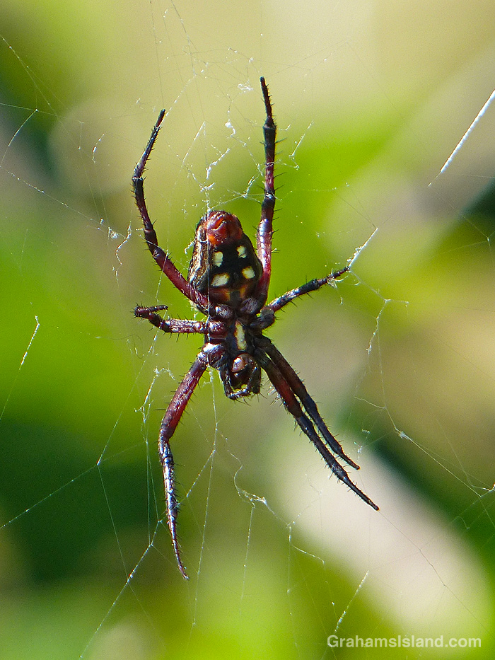A Western Spotted Orbweaver spider in Hawaii