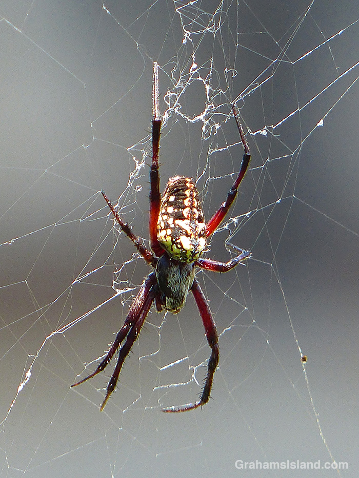 A Western Spotted Orbweaver spider in Hawaii