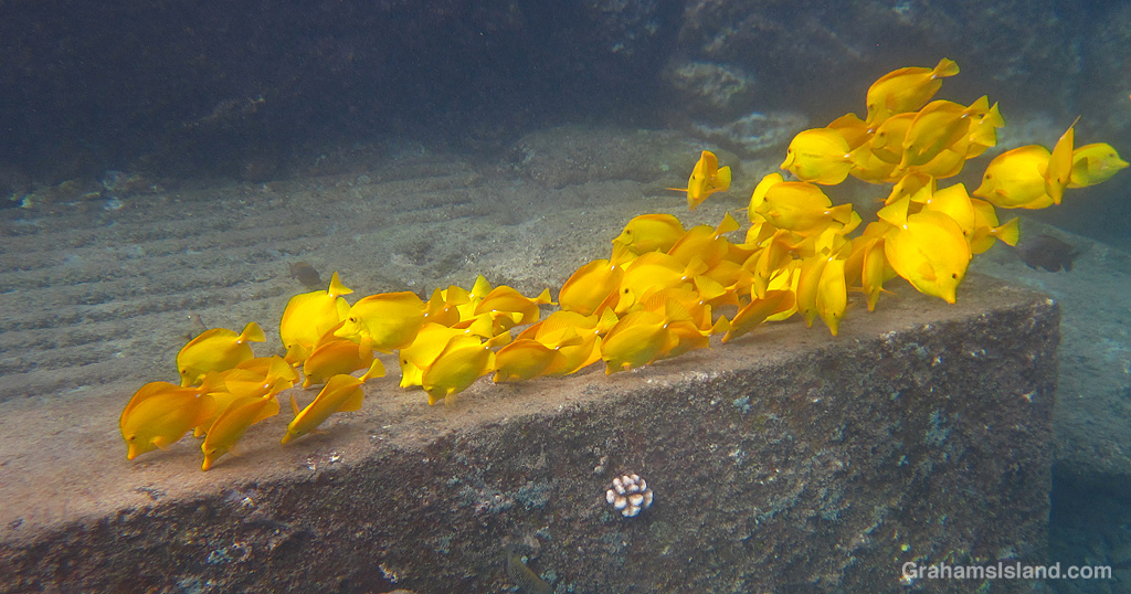 Yellow Tangs graze on algae in the Waters off Hawaii