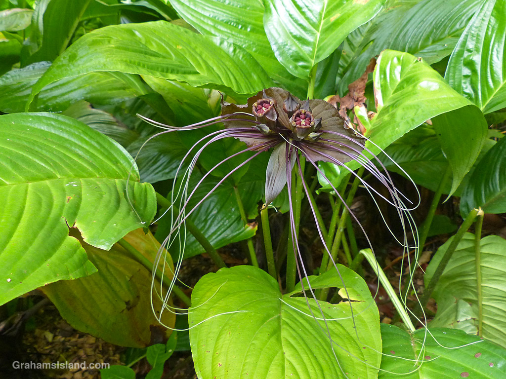 A Bat Plant (Tacca chantrieri) at Hawaii Tropical Botanical Garden near Hilo, Hawaii