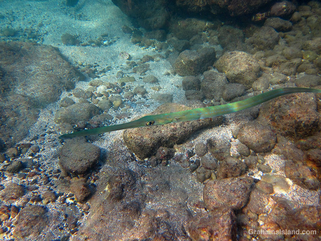 A Blue-spotted Cornetfish in the waters off Hawaii