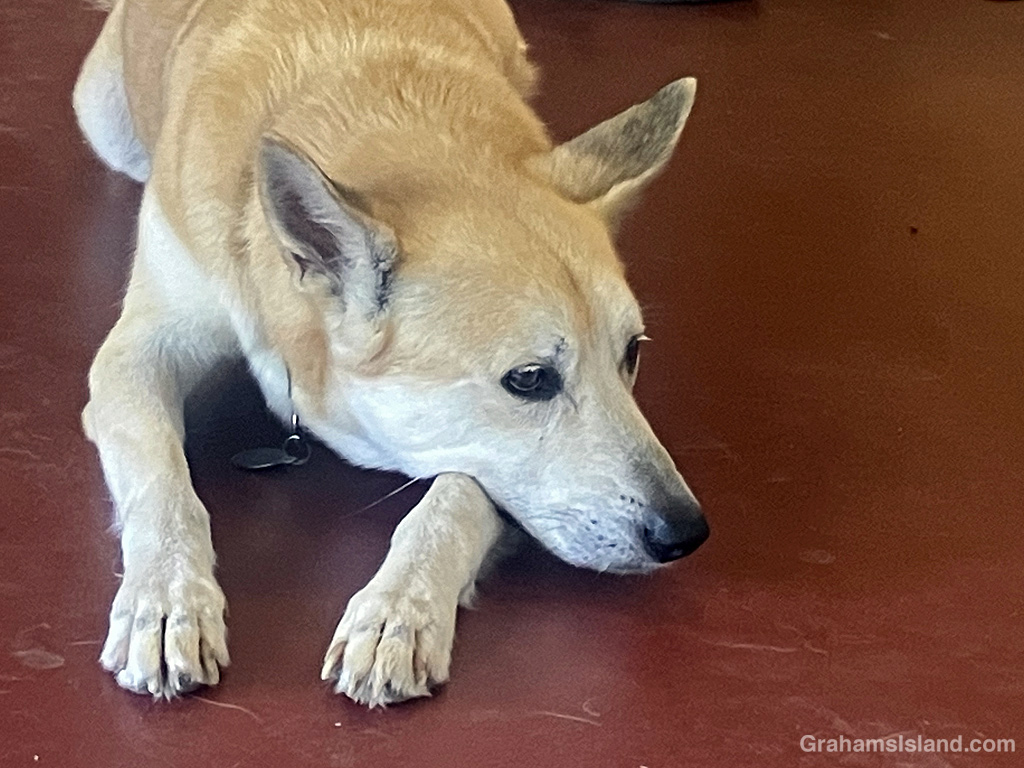 Casper the dog, rests at a bakery in Hawaii