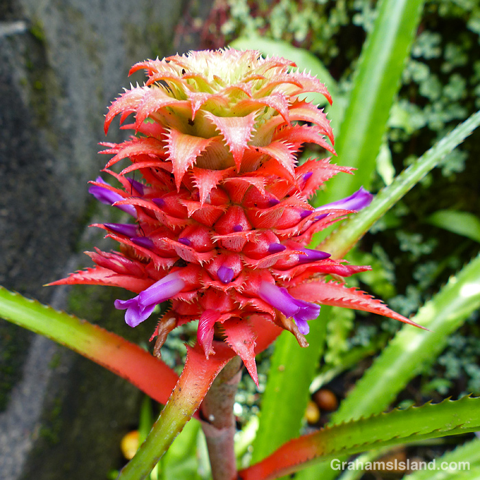 A Dwarf Pineapple at Hawaii Tropical Botanical Garden near Hilo, Hawaii