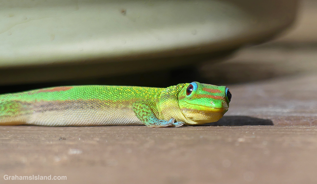 A gold dust day gecko in Hawaii